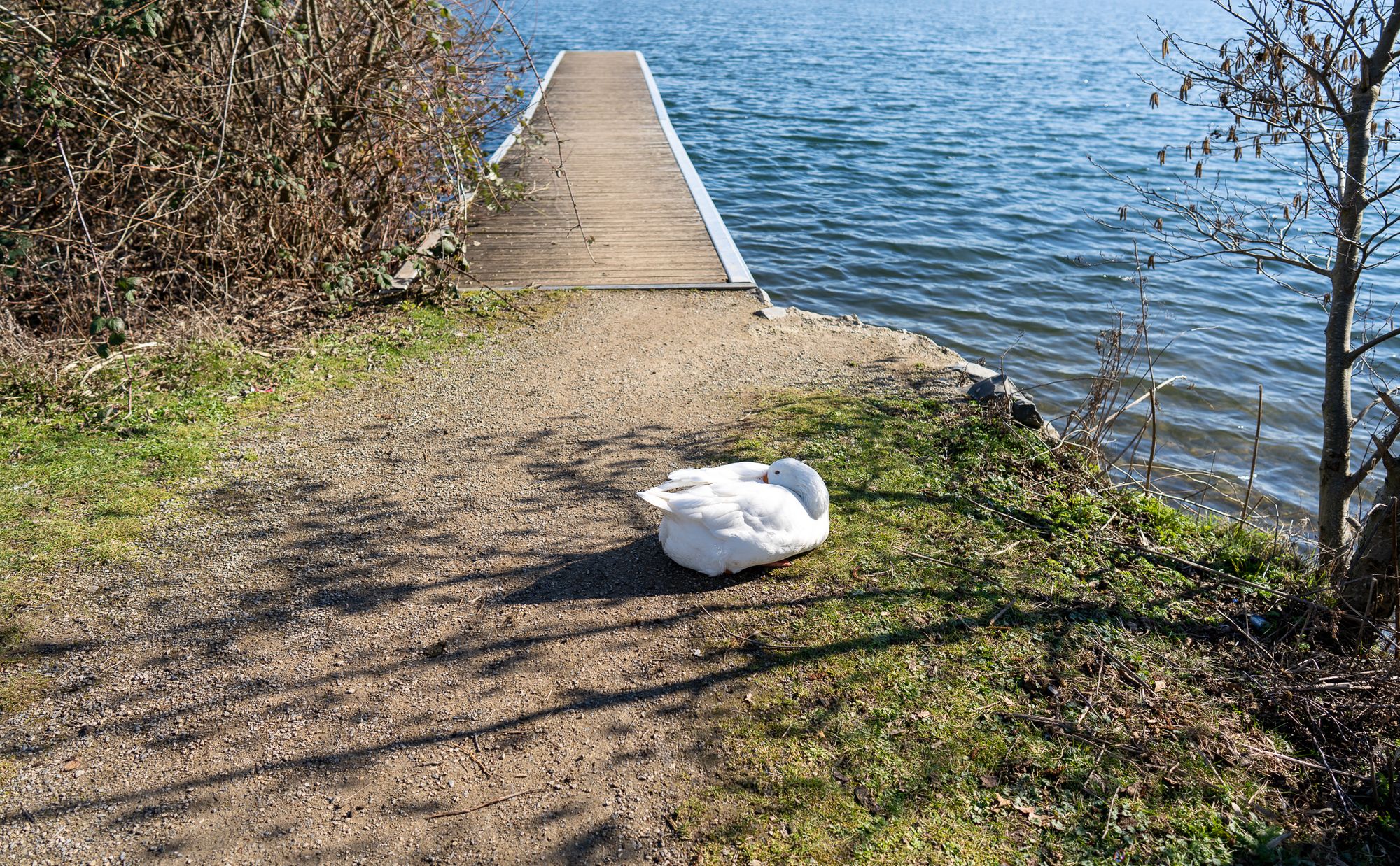 goose lago lake