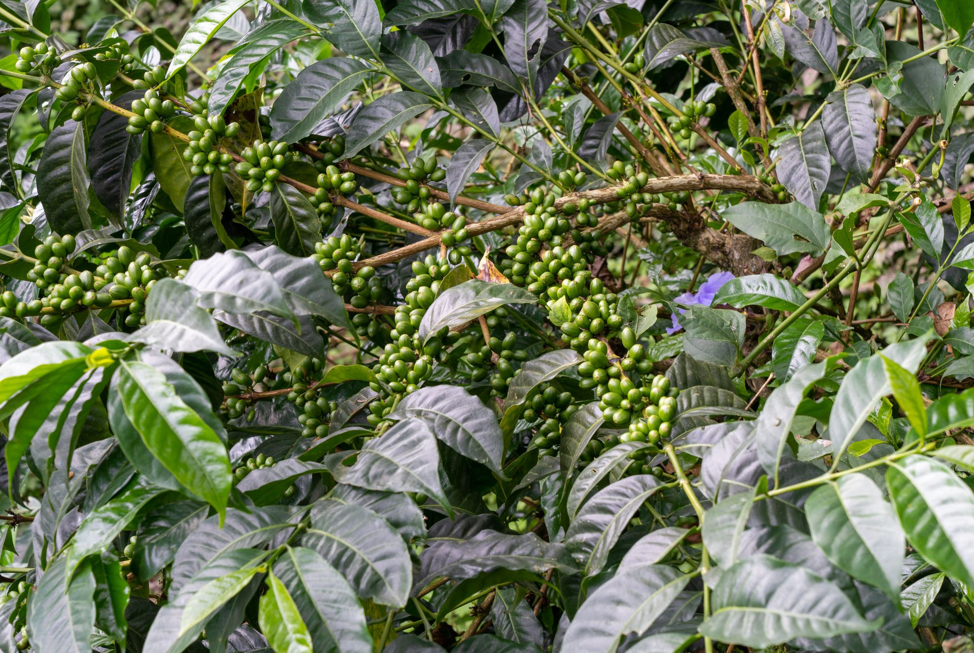 La Palma y el Tucan - a coffee plantation & hotel close to Bogotá